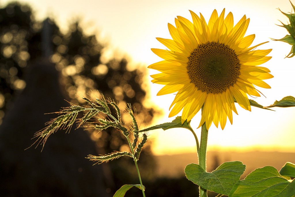 https://pixabay.com/en/sunflower-sun-summer-yellow-nature-1127174/